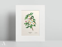 Load image into Gallery viewer, US State Flowers / Small Art Prints