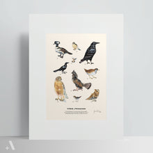Load image into Gallery viewer, Birds of Pennsylvania / Poster Art Print