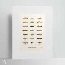 Load image into Gallery viewer, Common Fish of Pennsylvania / Poster Art Print