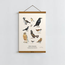 Load image into Gallery viewer, Birds of Pennsylvania / Poster Art Print