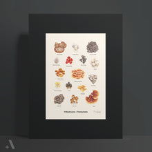 Load image into Gallery viewer, Mushrooms of Pennsylvania / Poster Art Print