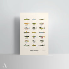Load image into Gallery viewer, Common Fish of Pennsylvania / Poster Art Print