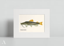Load image into Gallery viewer, Common Fish of Pennsylvania / Small Art Prints