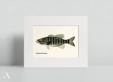 Load image into Gallery viewer, Common Fish of Pennsylvania / Small Art Prints