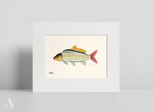 Load image into Gallery viewer, Common Fish of Pennsylvania / Small Art Prints