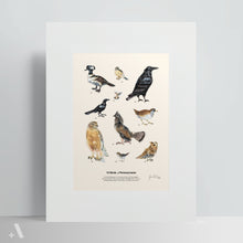 Load image into Gallery viewer, Birds of Pennsylvania / Poster Art Print
