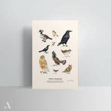 Load image into Gallery viewer, Birds of Pennsylvania / Poster Art Print
