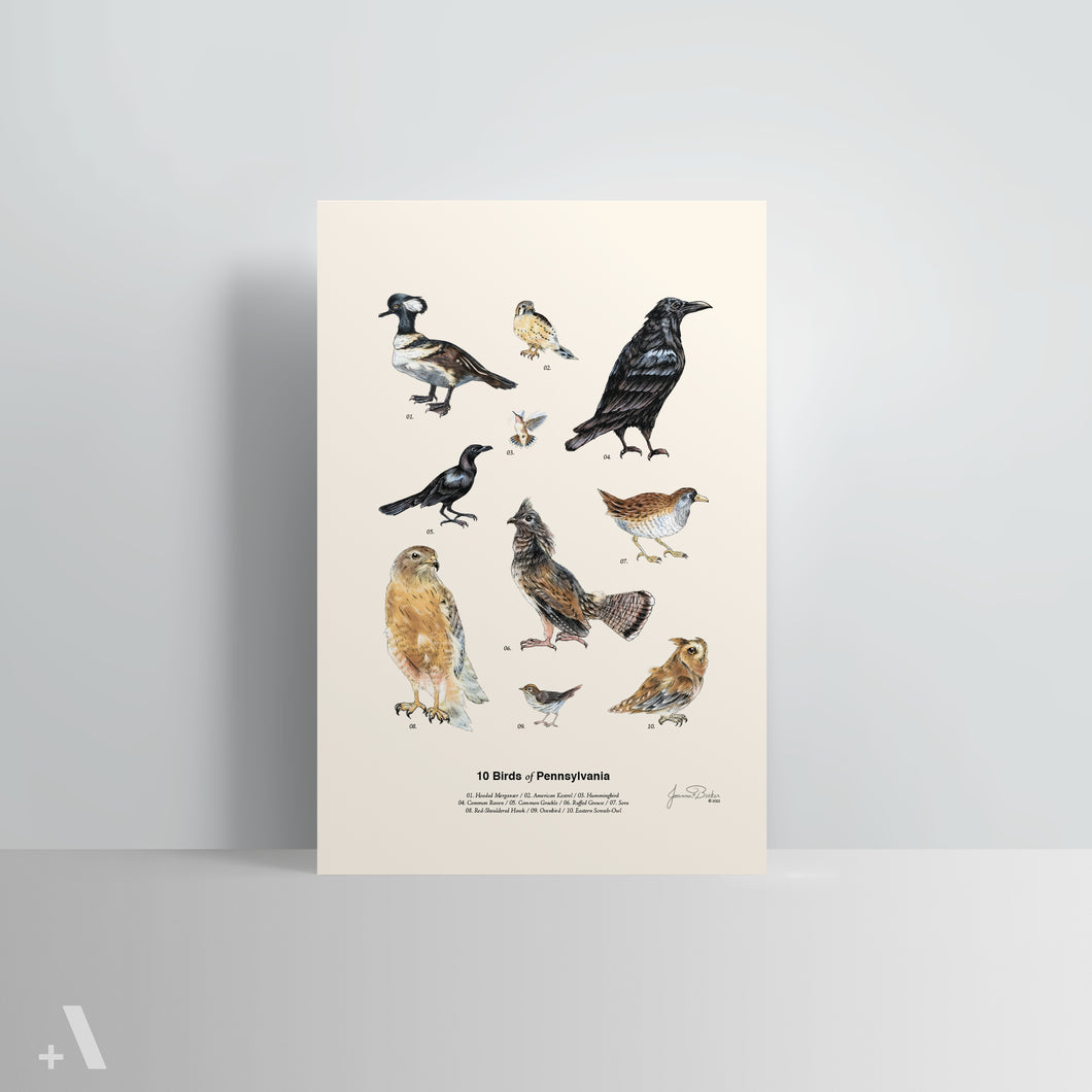 Birds of Pennsylvania / Poster Art Print