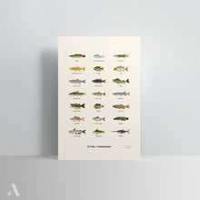 Load image into Gallery viewer, Common Fish of Pennsylvania / Poster Art Print
