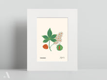 Load image into Gallery viewer, Forageable Plants of PA / Small Art Prints
