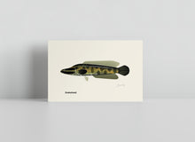 Load image into Gallery viewer, Common Fish of Pennsylvania / Small Art Prints
